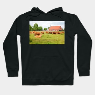 A herd of brown simmental cows grazing on a green pasture Hoodie